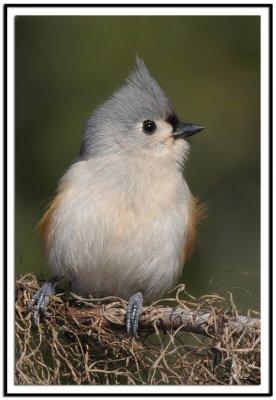 Tufted Titmouse