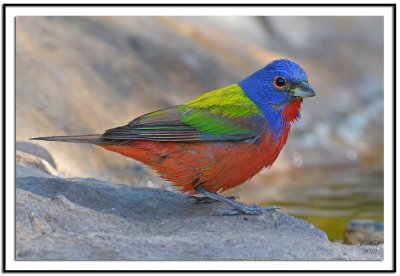 Painted Bunting