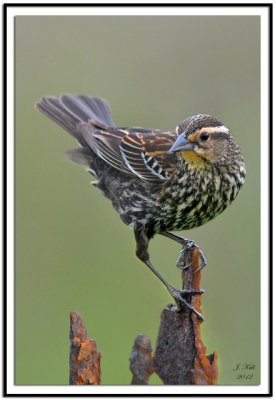 Red-winged Blackbird