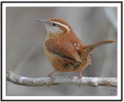 Carolina Wren