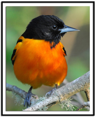 Baltimore Oriole