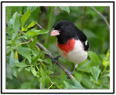 Rose-breasted Grosbeak