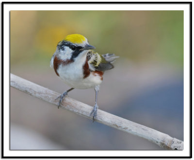 Chestnut-sided Warbler