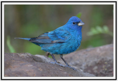 Indigo Bunting