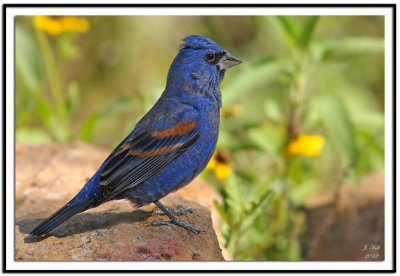 Blue Grosbeak