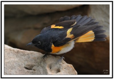 American Redstart