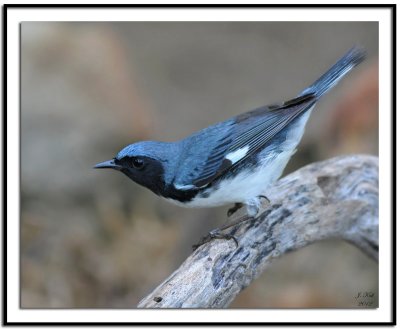 Black-throated Blue Warbler