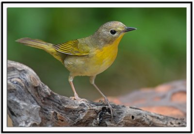 Common Yellowthroat