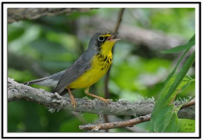 Canada Warbler