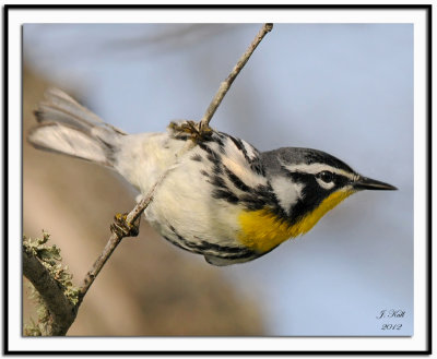 Yellow-throated Warbler