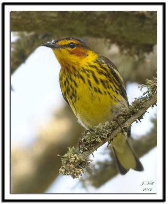 Cape May Warbler