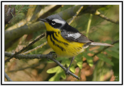 Magnolia Warbler