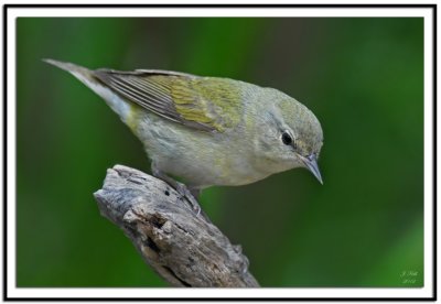 Tennessee Warbler