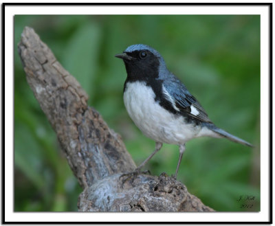 Black-throated Blue Warbler