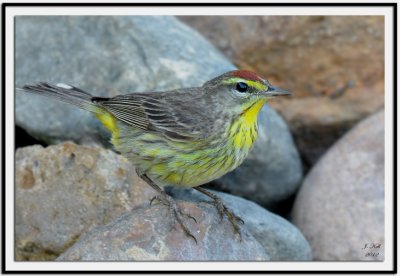 Palm Warbler