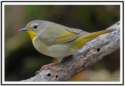 Common Yellowthroat