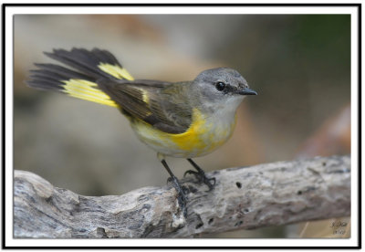 American Redstart