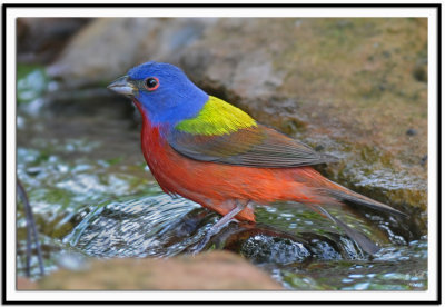 Painted Bunting