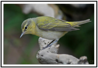 Tennessee Warbler