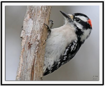 Downy Woodpecker