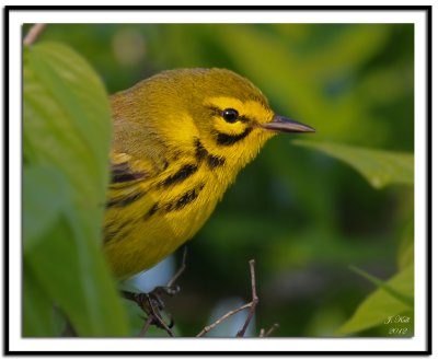 Prairie Warbler