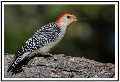 Red-bellied Woodpecker