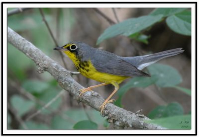 Canada Warbler