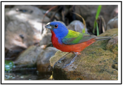 Painted Bunting