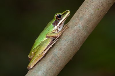 Copper Cheeked Frog