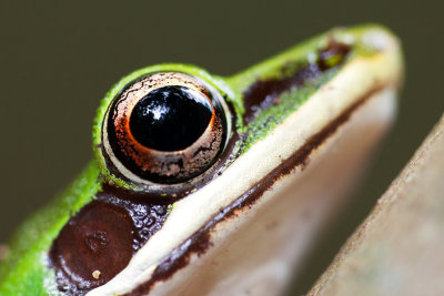 Copper Cheeked Frog