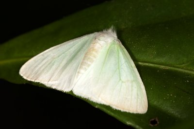 Moth..ID??