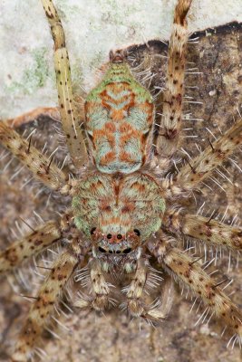 Huntsman Spider