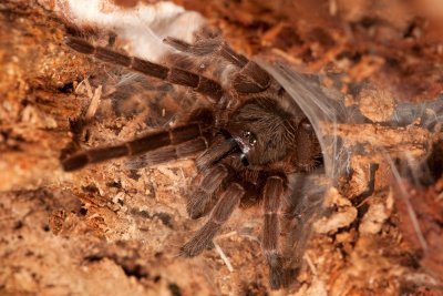Tarantula