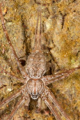 Two Tailed Spider