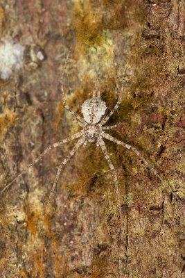 Two Tailed Spider
