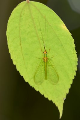 Lacewing Fly