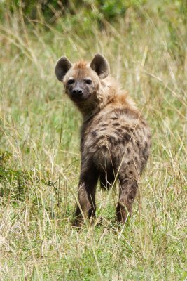 Spotted Hyaena