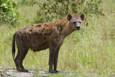 Spotted Hyaena