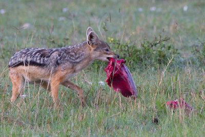 Black Backed Jackal