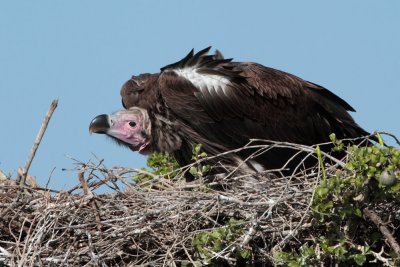 Lappet-Face Vulture