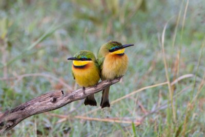 Little Bee-Eaters