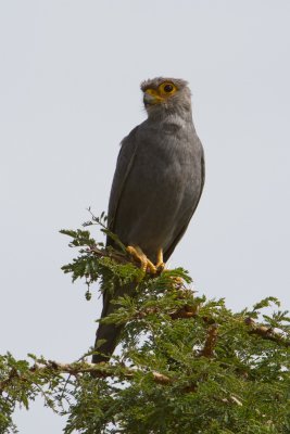 Grey Kestrel