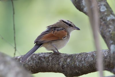 Rufous Sparrow