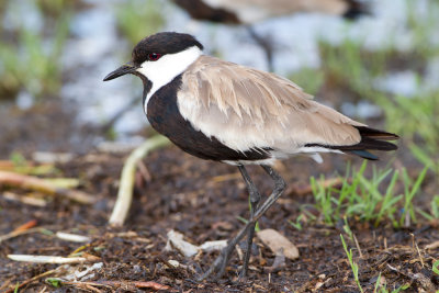 Spur Winged Plover