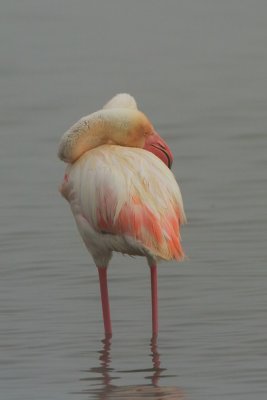 Greater Flamingo (Nakuru)