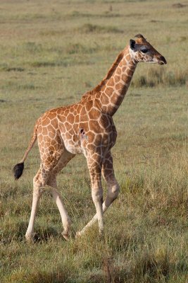 Rothschild Giraffe (Juvenile)