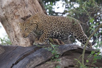 Leopard (Lake Nakuru)