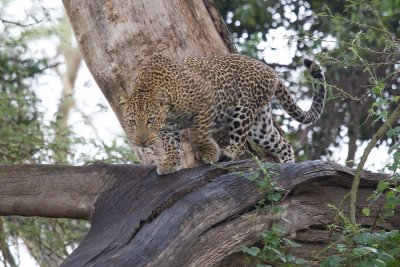 Leopard (Lake Nakuru)