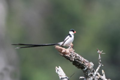 Pin Tailed Wydah