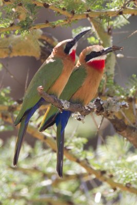 White Fronted Bee-Eaters